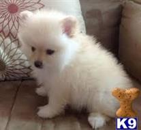 pomeranian puppy posted by sarah blaze